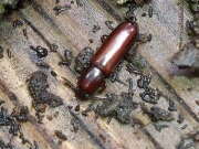 Thumbnail 383316 A