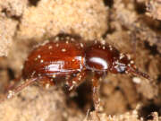Thumbnail 383357 B