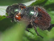 Thumbnail 383440 A