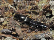 Thumbnail 383506 B