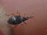 Thumbnail 383512 B