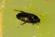 Thumbnail 383605 A