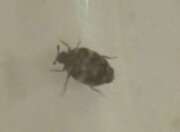 Thumbnail 383681 B