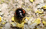 Thumbnail 383697 B