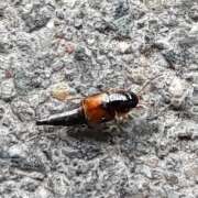 Thumbnail 383761 A