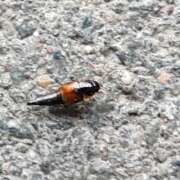 Thumbnail 383761 B