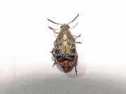 Thumbnail 383770 A