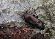 Thumbnail 383804 A
