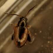 Thumbnail 383921 B