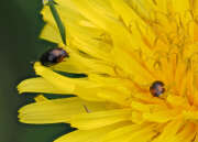 Thumbnail 383937 B