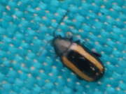 Thumbnail 384012 B