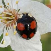 Thumbnail 384021 A