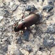 Thumbnail 384037 B