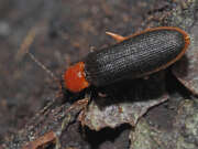 Thumbnail 384122 B
