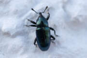 Thumbnail 384177 A