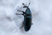 Thumbnail 384177 B