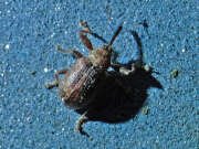 Thumbnail 384183 A