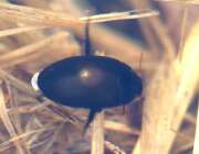 Thumbnail 384204 A