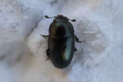 Thumbnail 384238 B