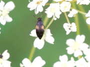 Thumbnail 384252 B