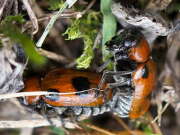 Thumbnail 384254 B