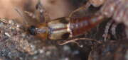 Thumbnail 384296 A