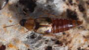 Thumbnail 384296 B