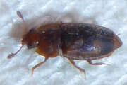 Thumbnail 384306 A