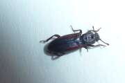 Thumbnail 384408 B
