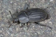 Thumbnail 384507 B
