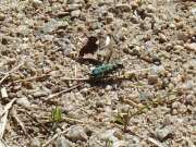 Thumbnail 384601 A