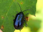 Thumbnail 384606 A