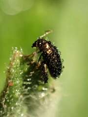 Thumbnail 384705 B