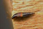 Thumbnail 384761 B