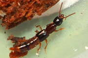 Thumbnail 384833 A
