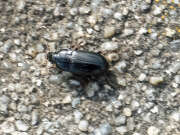 Thumbnail 384854 A