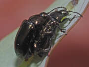 Thumbnail 384903 B
