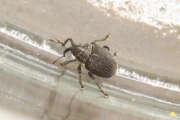 Thumbnail 384949 A