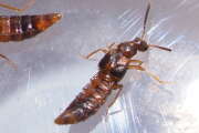 Thumbnail 384958 A