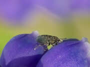 Thumbnail 384960 B