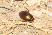 Thumbnail 384996 A