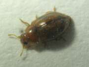 Thumbnail 385012 B