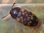 Thumbnail 385023 A