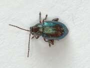 Thumbnail 385025 B
