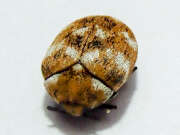 Thumbnail 385026 A