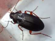 Thumbnail 385028 A