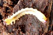 Thumbnail 385033 A