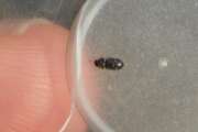 Thumbnail 385035 A