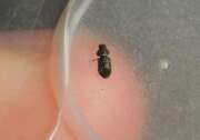 Thumbnail 385035 B