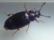 Thumbnail 385036 A